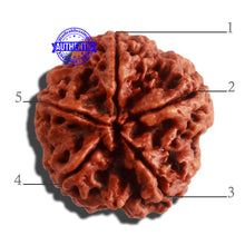 Load image into Gallery viewer, 5 Mukhi Rudraksha from Nepal - Bead No. 294