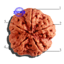 Load image into Gallery viewer, 5 Mukhi Rudraksha from Nepal - Bead No. 295