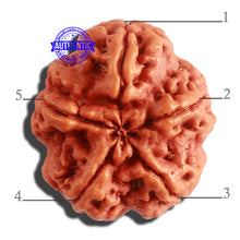 Load image into Gallery viewer, 5 Mukhi Rudraksha from Nepal - Bead No. 296