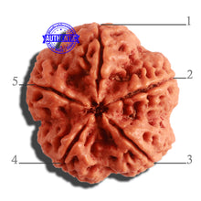 Load image into Gallery viewer, 5 Mukhi Rudraksha from Nepal - Bead No. 297
