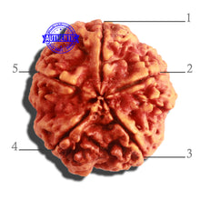 Load image into Gallery viewer, 5 Mukhi Rudraksha from Nepal - Bead No. 298