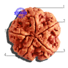 Load image into Gallery viewer, 5 Mukhi Rudraksha from Nepal - Bead No. 299