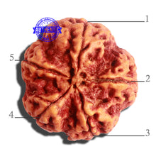 Load image into Gallery viewer, 5 Mukhi Rudraksha from Nepal - Bead No. 301