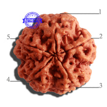 Load image into Gallery viewer, 5 Mukhi Rudraksha from Nepal - Bead No. 303