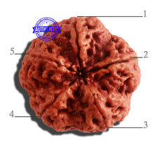 Load image into Gallery viewer, 5 Mukhi Rudraksha from Nepal - Bead No. 306