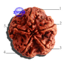 Load image into Gallery viewer, 5 Mukhi Rudraksha from Nepal - Bead No. 308