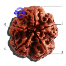 Load image into Gallery viewer, 5 Mukhi Rudraksha from Nepal - Bead No. 309