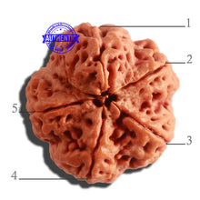 Load image into Gallery viewer, 5 Mukhi Rudraksha Ganesh from Nepal - Bead No. 311