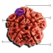 Load image into Gallery viewer, 5 Mukhi Rudraksha from Nepal - Bead No. 316