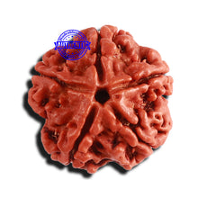 Load image into Gallery viewer, 5 Mukhi Rudraksha from Nepal - Bead No. 316
