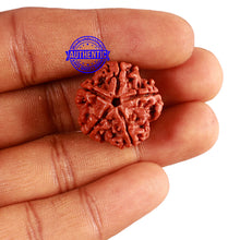 Load image into Gallery viewer, 5 Mukhi Rudraksha from Nepal - Bead No. 316