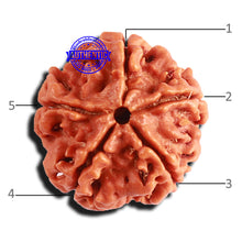 Load image into Gallery viewer, 5 Mukhi Rudraksha from Nepal - Bead No. 334