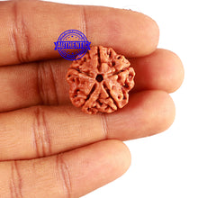 Load image into Gallery viewer, 5 Mukhi Rudraksha from Nepal - Bead No. 334