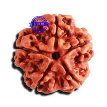 Load image into Gallery viewer, 5 Mukhi Rudraksha from Nepal - Bead No. 335