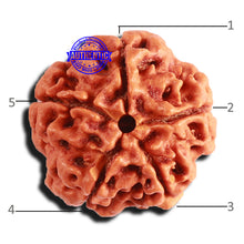 Load image into Gallery viewer, 5 Mukhi Rudraksha from Nepal - Bead No. 336
