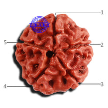 Load image into Gallery viewer, 5 Mukhi Rudraksha from Nepal - Bead No. 338