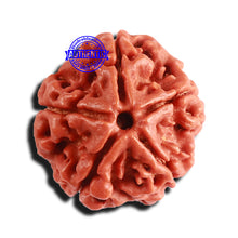 Load image into Gallery viewer, 5 Mukhi Rudraksha from Nepal - Bead No. 338
