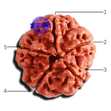 Load image into Gallery viewer, 5 Mukhi Rudraksha from Nepal - Bead No. 340