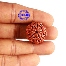 Load image into Gallery viewer, 5 Mukhi Rudraksha from Nepal - Bead No. 340
