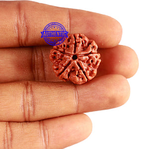 5 Mukhi Rudraksha from Nepal - Bead No. 343