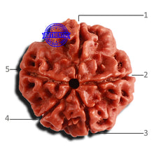 Load image into Gallery viewer, 5 Mukhi Rudraksha from Nepal - Bead No. 347