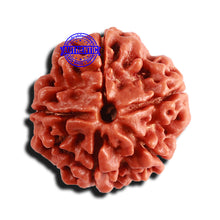 Load image into Gallery viewer, 5 Mukhi Rudraksha from Nepal - Bead No. 347