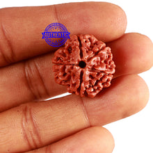 Load image into Gallery viewer, 5 Mukhi Rudraksha from Nepal - Bead No. 347