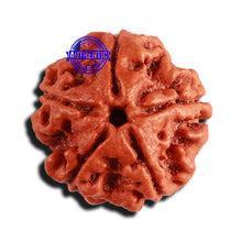 Load image into Gallery viewer, 5 Mukhi Rudraksha from Nepal - Bead No. 356