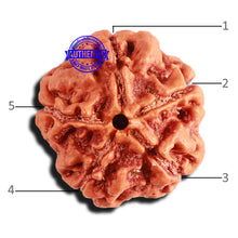 Load image into Gallery viewer, 5 Mukhi Rudraksha from Nepal - Bead No. 360
