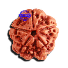 Load image into Gallery viewer, 5 Mukhi Rudraksha from Nepal - Bead No. 360