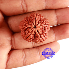 Load image into Gallery viewer, 5 Mukhi Rudraksha from Nepal - Bead No. 363