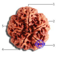 Load image into Gallery viewer, 5 Mukhi Rudraksha from Nepal - Bead No. 364