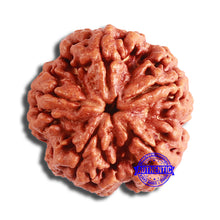 Load image into Gallery viewer, 5 Mukhi Rudraksha from Nepal - Bead No. 364