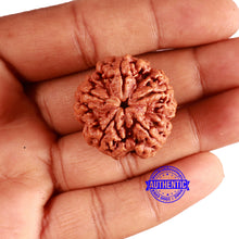 Load image into Gallery viewer, 5 Mukhi Rudraksha from Nepal - Bead No. 364