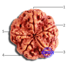 Load image into Gallery viewer, 5 Mukhi Rudraksha from Nepal - Bead No. 366