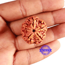 Load image into Gallery viewer, 5 Mukhi Rudraksha from Nepal - Bead No. 366