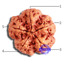Load image into Gallery viewer, 5 Mukhi Rudraksha from Nepal - Bead No. 367