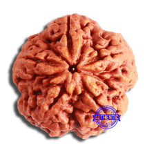 Load image into Gallery viewer, 5 Mukhi Rudraksha from Nepal - Bead No. 367
