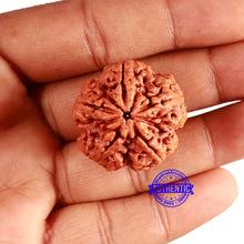 Load image into Gallery viewer, 5 Mukhi Rudraksha from Nepal - Bead No. 367