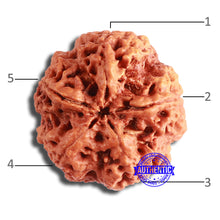 Load image into Gallery viewer, 5 Mukhi Rudraksha from Nepal - Bead No. 368
