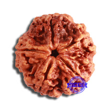 Load image into Gallery viewer, 5 Mukhi Rudraksha from Nepal - Bead No. 368