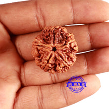 Load image into Gallery viewer, 5 Mukhi Rudraksha from Nepal - Bead No. 368