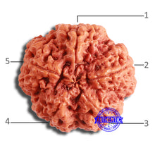 Load image into Gallery viewer, 5 Mukhi Rudraksha from Nepal - Bead No. 369