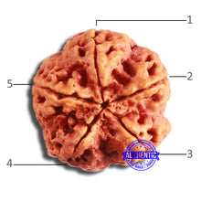 Load image into Gallery viewer, 5 Mukhi Rudraksha from Nepal - Bead No. 370