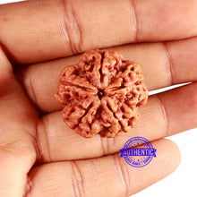 Load image into Gallery viewer, 5 Mukhi Rudraksha from Nepal - Bead No. 374