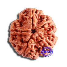 Load image into Gallery viewer, 5 Mukhi Rudraksha from Nepal - Bead No. 377