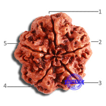 Load image into Gallery viewer, 5 Mukhi Rudraksha from Nepal - Bead No. 379