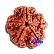 Load image into Gallery viewer, 5 Mukhi Rudraksha from Nepal - Bead No. 379