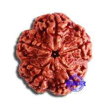 Load image into Gallery viewer, 5 Mukhi Rudraksha from Nepal - Bead No. 380