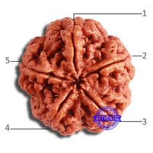 Load image into Gallery viewer, 5 Mukhi Rudraksha from Nepal - Bead No. 381